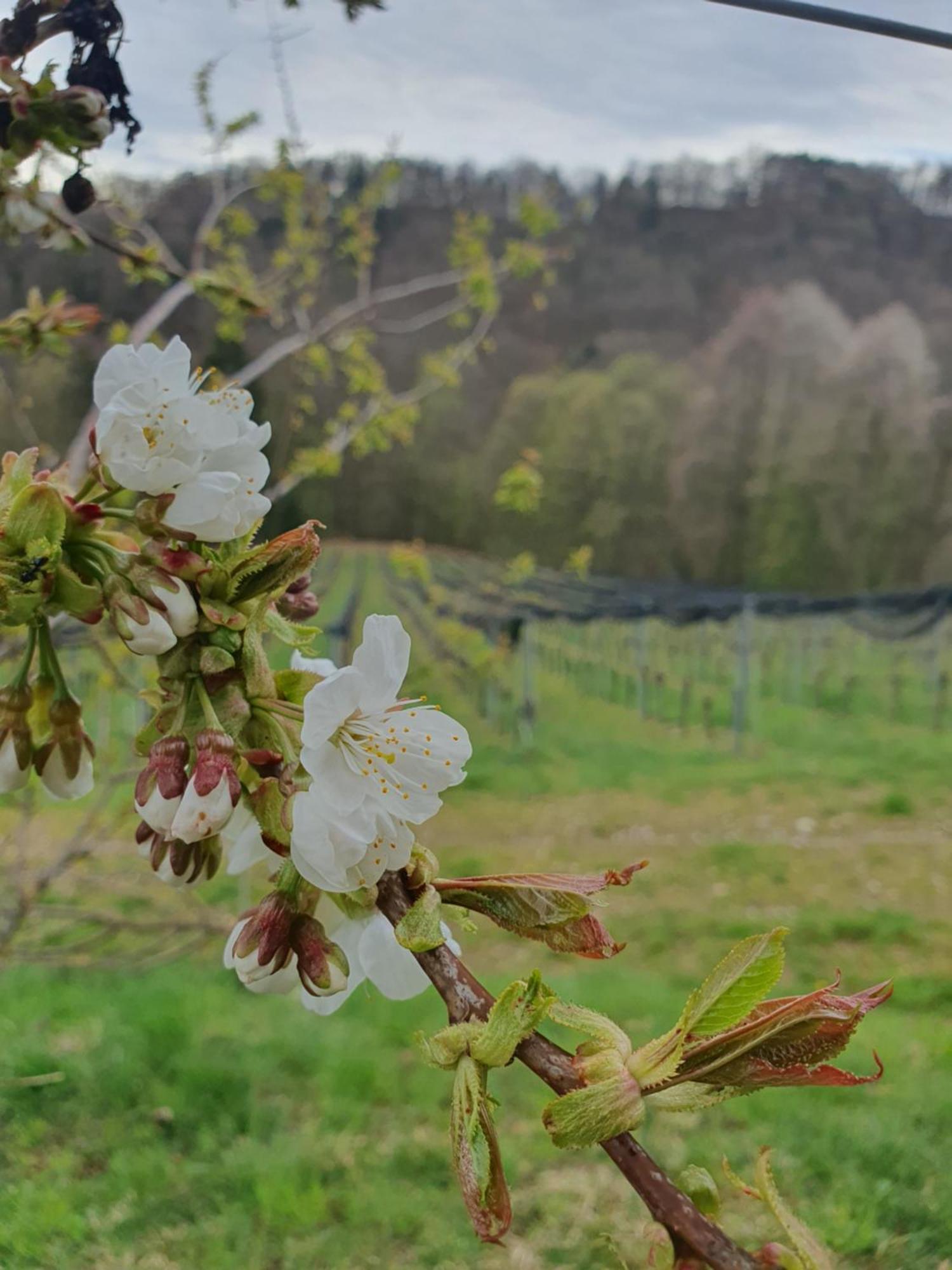 Weingut Pugl Apartment Leibnitz Exterior foto